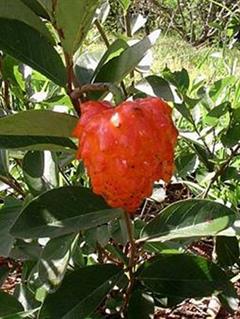 آنونا کورنیفولیا